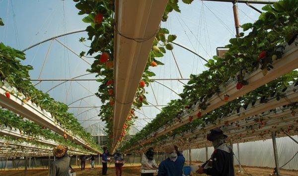 Top Greenhouses - град София | Оборудване, машини и инструменти - снимка 1