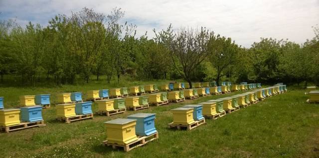Биологичен натурален мед - село Вишовград | Търговия на едро и съхранение