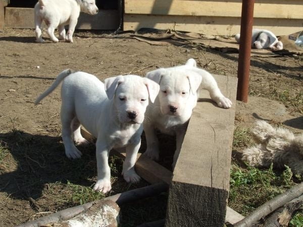 Дого Аржентино - внос Dogo Argentino, 2 Months, Vaccinated - Yes - city of Sofia | Dogs - снимка 3