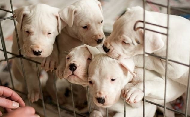 Дого Аржентино - внос Dogo Argentino, 2 Months, Vaccinated - Yes - city of Sofia | Dogs - снимка 4