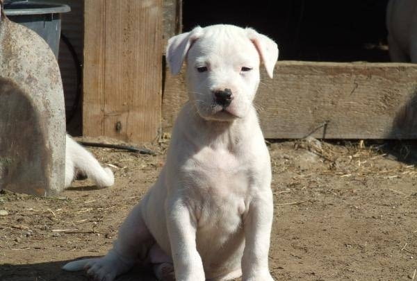 Дого Аржентино - внос Dogo Argentino, 2 Months, Vaccinated - Yes - city of Sofia | Dogs - снимка 2
