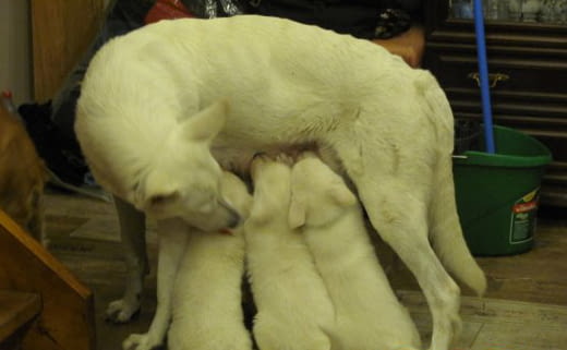 Бяла швейцарка овчарка White Swiss Shepherd, 2 Months, Vaccinated - Yes - city of Varna | Dogs - снимка 4