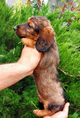 Дакелчета Soft Dachshund, 2 Months, Vaccinated - Yes - city of Varna | Dogs - снимка 3
