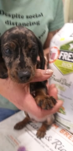 Дакелчета Soft Dachshund, 2 Months, Vaccinated - Yes - city of Varna | Dogs - снимка 4