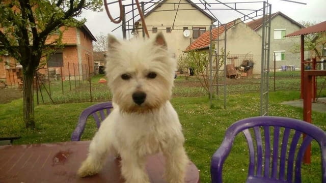 Уестхайленд уайт териери Welsh Terrier, 2 Months, Dewormed - Yes - city of Sofia | Dogs - снимка 5