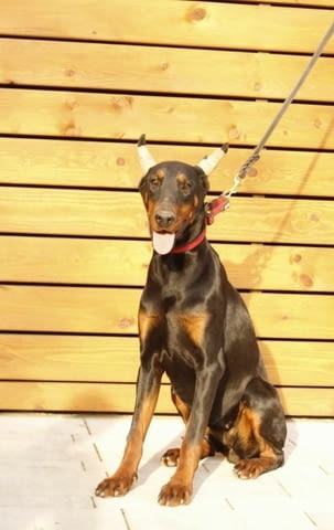 Доберман кученца за продажба Ваксинирано - Да, Обезпаразитено - Да, С чип - Да - град Извън България | Кучета - снимка 6