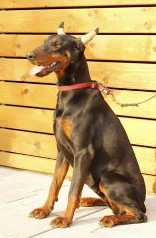 Доберман кученца за продажба Doberman, Vaccinated - Yes, Dewormed - Yes - city of Izvun Bulgaria | Dogs - снимка 8