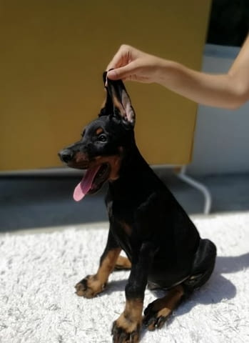 Доберман кученца за продажба Ваксинирано - Да, Обезпаразитено - Да, С чип - Да - град Извън България | Кучета - снимка 9
