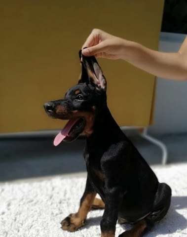 Доберман кученца за продажба Doberman, Vaccinated - Yes, Dewormed - Yes - city of Izvun Bulgaria | Dogs - снимка 10