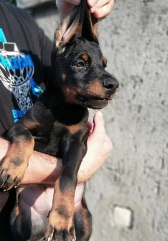 Доберман кученца за продажба Doberman, Vaccinated - Yes, Dewormed - Yes - city of Izvun Bulgaria | Dogs - снимка 12