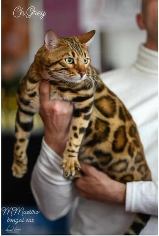 Бенгалски котенца за продан Bengal, Vaccine - Yes, Dewormed - Yes - city of Izvun Bulgaria | Cats - снимка 1