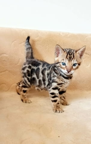 Бенгалски котенца за продан Bengal, Vaccine - Yes, Dewormed - Yes - city of Izvun Bulgaria | Cats - снимка 7