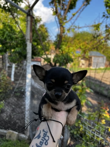 Продам чихуахуа на 40 дена Chihuahua, 1 Month, Vaccinated - Yes - village Saеdinеniе | Dogs - снимка 1