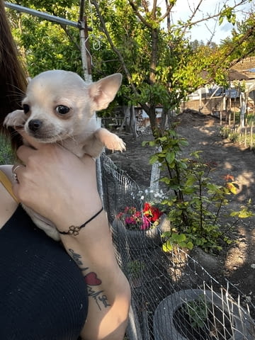 Продам чихуахуа на 40 дена Chihuahua, 1 Month, Vaccinated - Yes - village Saеdinеniе | Dogs - снимка 5
