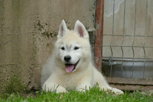 Сибирско хъски КРАСИВИ кученца Siberian Husky, Vaccinated - Yes, Dewormed - Yes - city of Izvun Bulgaria | Dogs - снимка 1