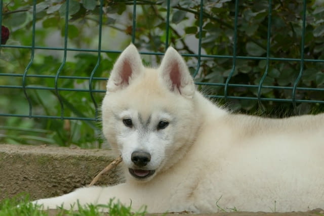 Сибирско хъски КРАСИВИ кученца Siberian Husky, Vaccinated - Yes, Dewormed - Yes - city of Izvun Bulgaria | Dogs - снимка 4