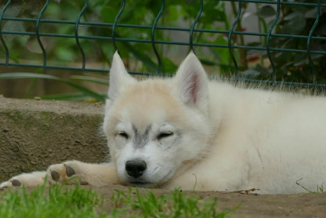 Сибирско хъски КРАСИВИ кученца Siberian Husky, Vaccinated - Yes, Dewormed - Yes - city of Izvun Bulgaria | Dogs - снимка 6