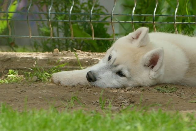 Сибирско хъски КРАСИВИ кученца Siberian Husky, Vaccinated - Yes, Dewormed - Yes - city of Izvun Bulgaria | Dogs - снимка 9