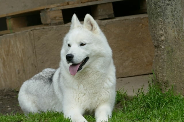 Сибирско хъски КРАСИВИ кученца Siberian Husky, Vaccinated - Yes, Dewormed - Yes - city of Izvun Bulgaria | Dogs - снимка 12