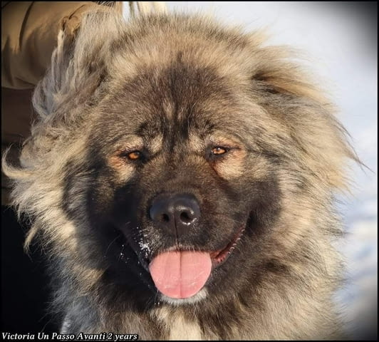 Кавказка овчарка най-високо качество Caucasian shepherd, Vaccinated - Yes, Dewormed - Yes - city of Izvun Bulgaria | Dogs - снимка 4