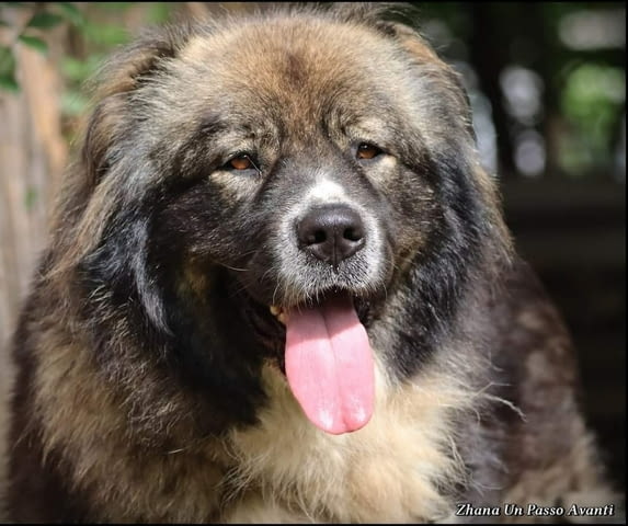 Кавказка овчарка най-високо качество Caucasian shepherd, Vaccinated - Yes, Dewormed - Yes - city of Izvun Bulgaria | Dogs - снимка 5