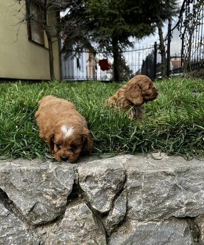 Кавапу кученца за продажба Другa, Ваксинирано - Да, Обезпаразитено - Да - град Извън България | Кучета - снимка 6
