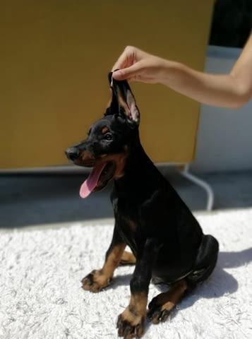 Доберман кученца за продажба Doberman, Vaccinated - Yes, Dewormed - Yes - city of Izvun Bulgaria | Dogs - снимка 1