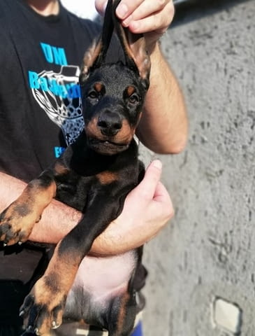 Доберман кученца за продажба Doberman, Vaccinated - Yes, Dewormed - Yes - city of Izvun Bulgaria | Dogs - снимка 3