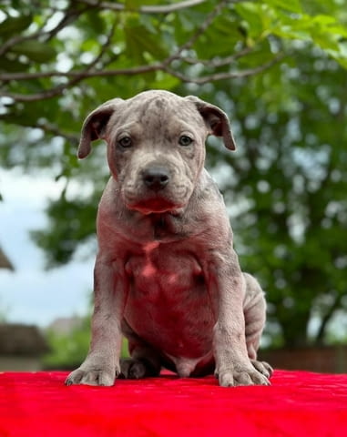 Американски питбул териер кученца American Pit Bull Terrier, Vaccinated - Yes, Dewormed - Yes - city of Izvun Bulgaria | Dogs - снимка 5