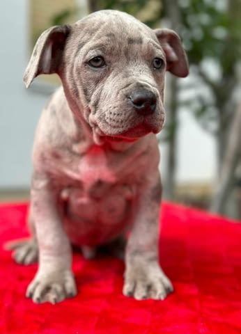 Американски питбул териер кученца American Pit Bull Terrier, Vaccinated - Yes, Dewormed - Yes - city of Izvun Bulgaria | Dogs - снимка 9