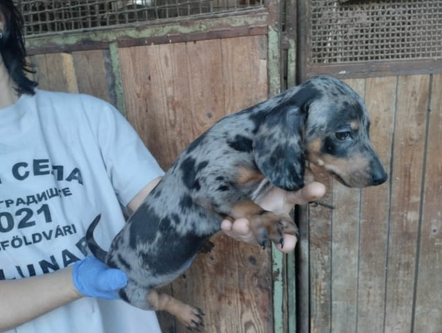 Дакел кученца с екзотични цветове Shorthair Dachshund, Vaccinated - Yes, Dewormed - Yes - city of Izvun Bulgaria | Dogs - снимка 4