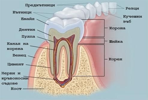 Вадене на корен на зъб в Стоматологична клиника "Ведра Дентал" - снимка 2