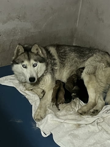Помски кученца за продажба Другa, Vaccinated - Yes, Dewormed - Yes - city of Izvun Bulgaria | Dogs - снимка 8