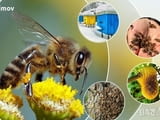 Казеинов протеин млечен 85 % за подхранване на пчелни семеиства.