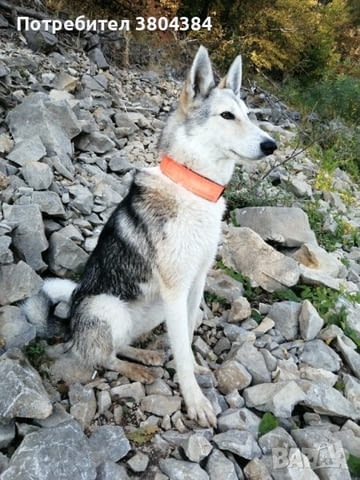 Кученца лайки Другa, 2 месеца, Ваксинирано - Не - село Бистрилица | Кучета - снимка 6
