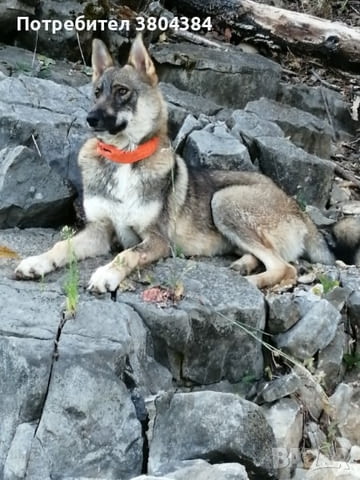 Кученца лайки Другa, 2 месеца, Ваксинирано - Не - село Бистрилица | Кучета - снимка 7