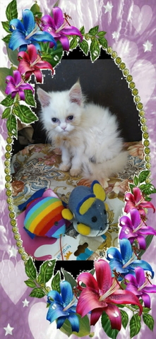 Промоция персийски дългокосместа малки котета хималайски колорпойнт сини очи разкошни любимци! - снимка 1