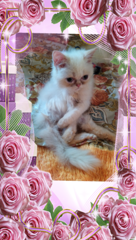 Промоция персийски дългокосместа малки котета хималайски колорпойнт сини очи разкошни любимци! - снимка 5