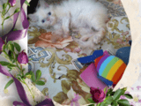 Промоция персийски дългокосместа малки котета хималайски колорпойнт сини очи разкошни любимци!