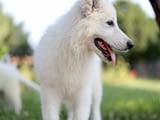 Бяла швейцарска овчарка кученца за продажба