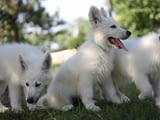 Бяла швейцарска овчарка кученца за продажба