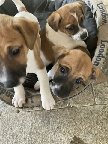 Продавам кучета порода Джак ръсел Jack Russell Terrier, 1 Month, Vaccinated - No - city of Burgas | Dogs - снимка 2