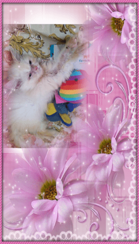 Промоция персийски дългокосместа малки котета хималайски колорпойнт сини очи разкошни любимци! - снимка 7