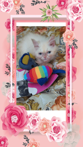 Промоция персийски дългокосместа малки котета хималайски колорпойнт сини очи разкошни любимци! - снимка 8