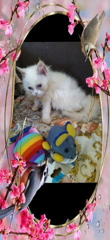 Промоция персийски дългокосместа малки котета хималайски колорпойнт сини очи разкошни любимци! - снимка 9