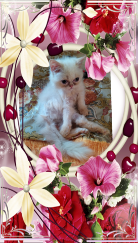 Промоция персийски дългокосместа малки котета хималайски колорпойнт сини очи разкошни любимци! - снимка 10