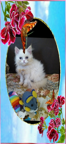 Промоция персийски дългокосместа малки котета хималайски колорпойнт сини очи разкошни любимци! - снимка 11