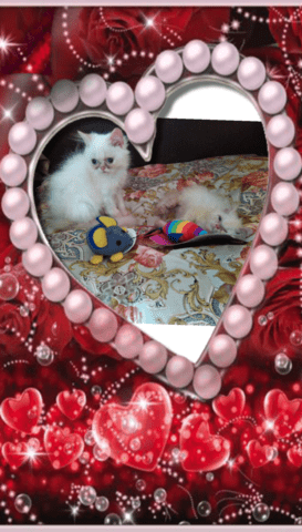 Промоция персийски дългокосместа малки котета хималайски колорпойнт сини очи разкошни любимци! - снимка 12