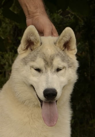 Сибирско хъски кученце за продажба Siberian Husky, Vaccinated - Yes, Dewormed - Yes - city of Izvun Bulgaria | Dogs - снимка 2