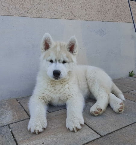 Сибирско хъски кученце за продажба Siberian Husky, Vaccinated - Yes, Dewormed - Yes - city of Izvun Bulgaria | Dogs - снимка 4